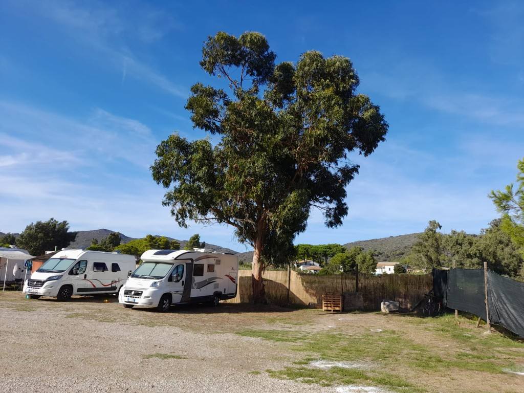 Il grande eucalipto al centro dell'area sosta, con due camper in sosta